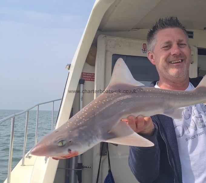 6 lb Starry Smooth-hound by Ian