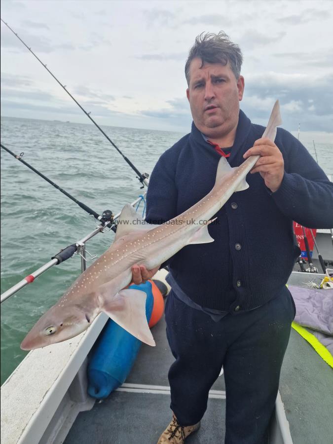 5 lb Starry Smooth-hound by George