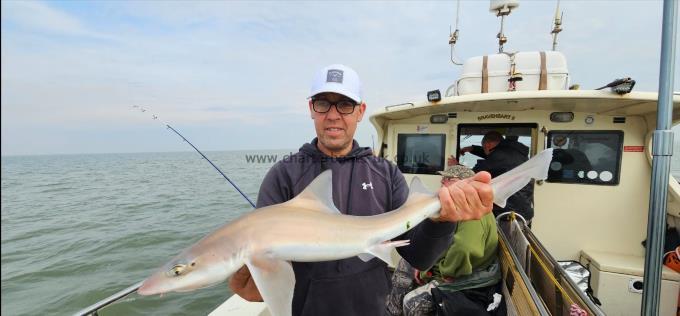 7 lb 12 oz Smooth-hound by Doug