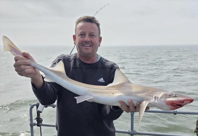 7 lb Smooth-hound by Unknown