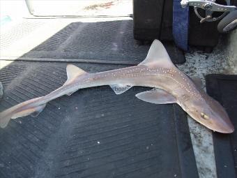 1 lb 6 oz Starry Smooth-hound by Unknown