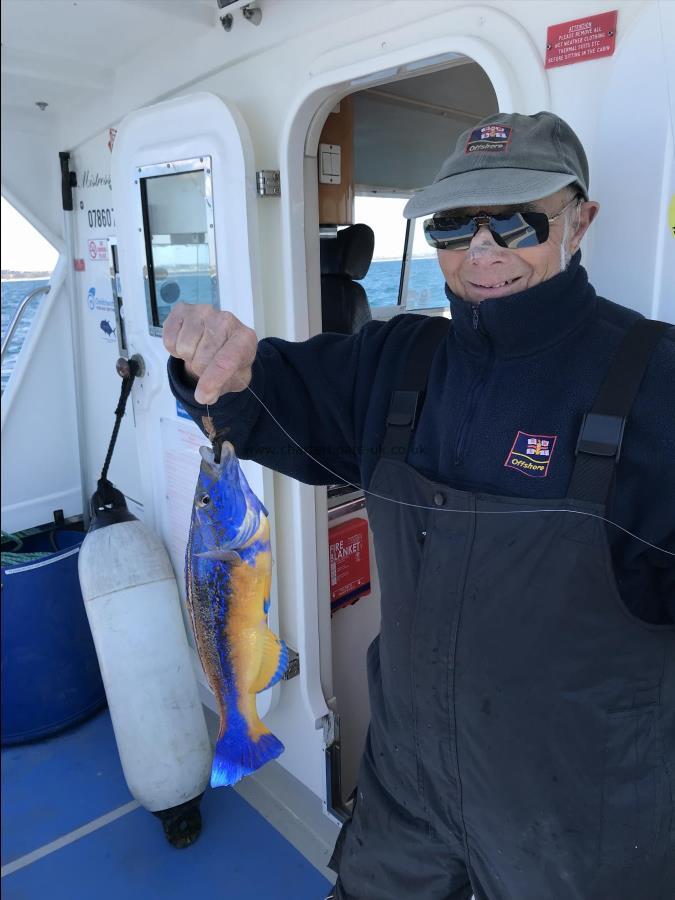 1 lb 10 oz Cuckoo Wrasse by Don P