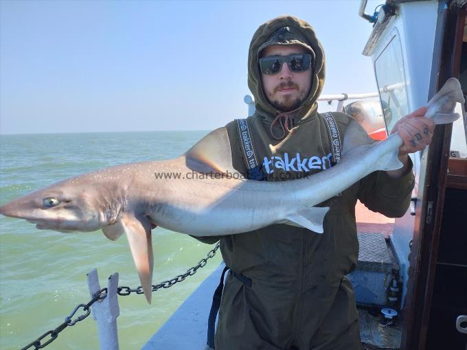 14 lb Starry Smooth-hound by Liam