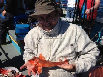 1 lb Red Gurnard by Paul Allen