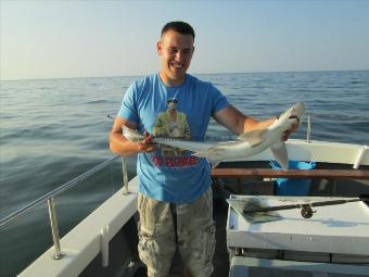 9 lb Starry Smooth-hound by Unknown