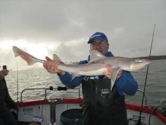 8 lb Starry Smooth-hound by Unknown