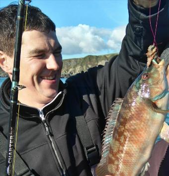 2 lb 12 oz Ballan Wrasse by Unknown