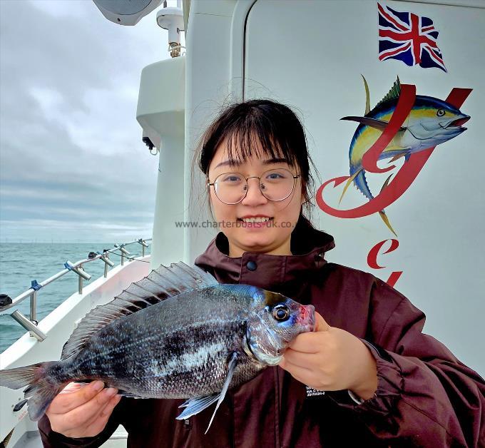 1 lb 8 oz Black Sea Bream by Unknown