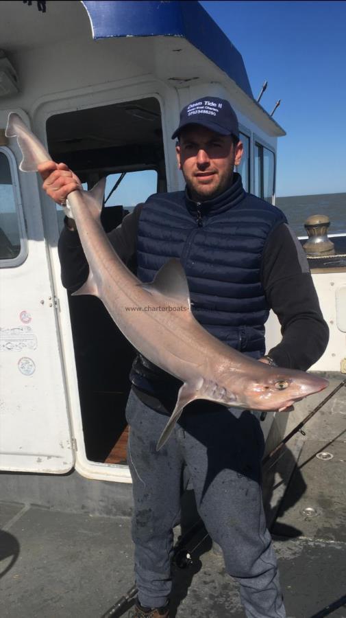 15 lb Smooth-hound (Common) by Unknown