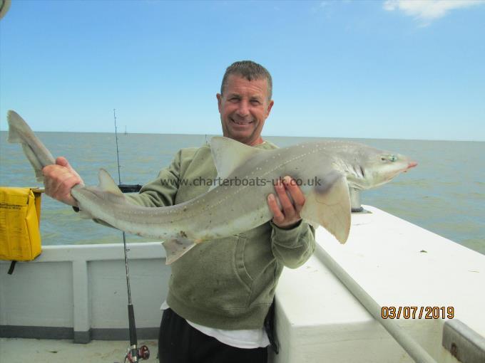 18 lb 4 oz Smooth-hound (Common) by Unknown