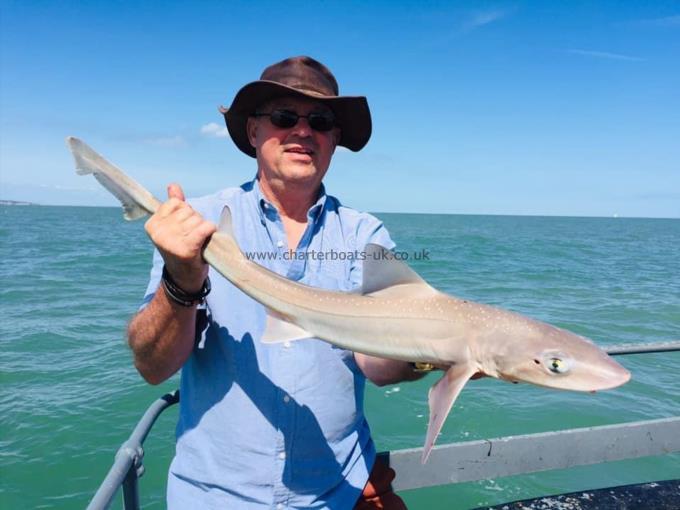 6 lb Smooth-hound (Common) by Unknown