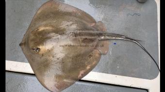 22 lb Stingray (Common) by Mark