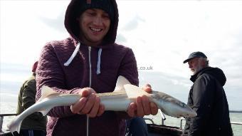 3 lb 6 oz Starry Smooth-hound by Windfall boys