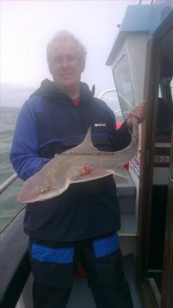 9 lb Smooth-hound (Common) by pete from dover