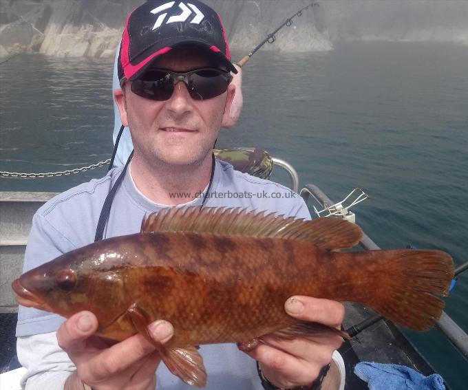 2 lb 8 oz Ballan Wrasse by scott