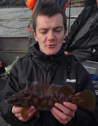 1 lb Ballan Wrasse by Unknown