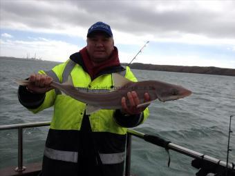 5 lb Smooth-hound (Common) by CC
