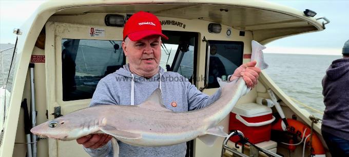 12 lb Starry Smooth-hound by Tom