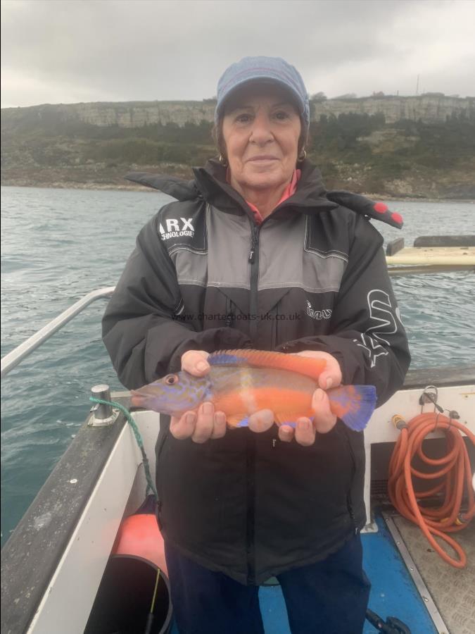 1 lb Cuckoo Wrasse by Unknown