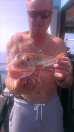 1 lb 5 oz Tub Gurnard by john