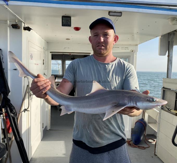 6 lb Smooth-hound by Unknown
