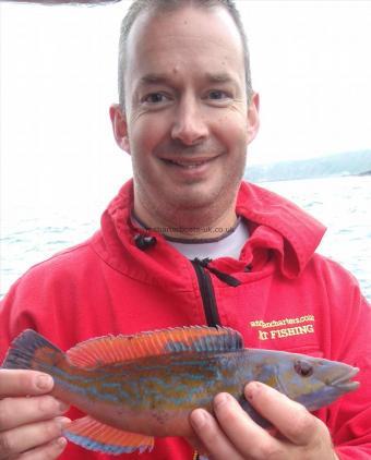 12 oz Cuckoo Wrasse by dai