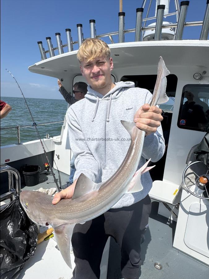 5 lb Starry Smooth-hound by Tomo