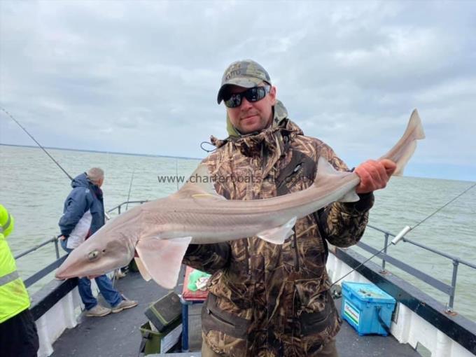 13 lb Smooth-hound (Common) by Unknown