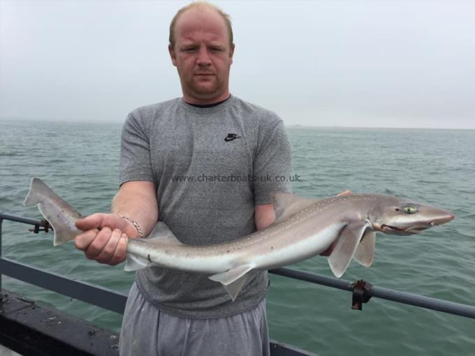 6 lb Smooth-hound (Common) by Unknown