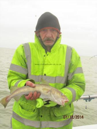 2 lb 5 oz Cod by Jobber