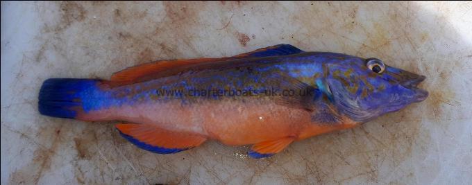 8 oz Cuckoo Wrasse by Unknown