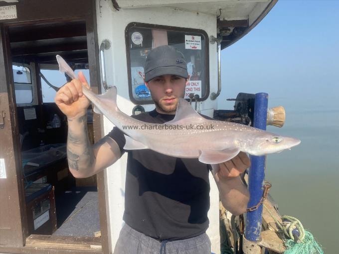 5 lb Smooth-hound by Unknown