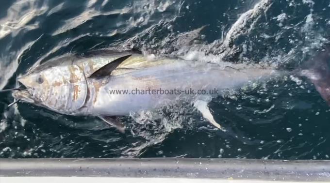 350 lb Bluefin Tuna by Unknown