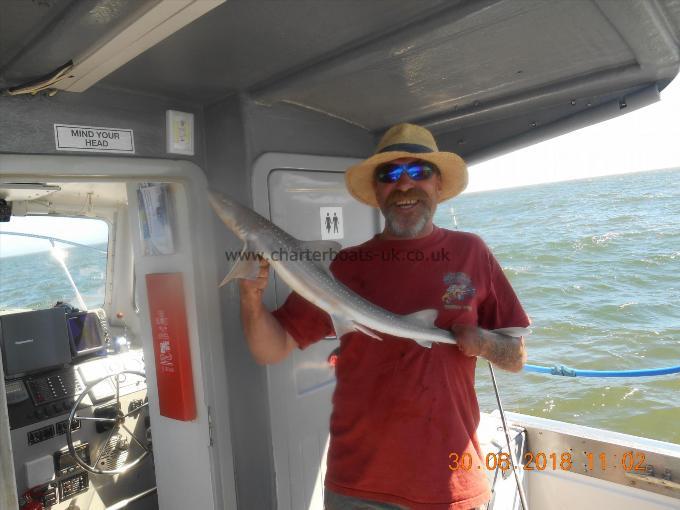 4 lb Starry Smooth-hound by Paul Cole