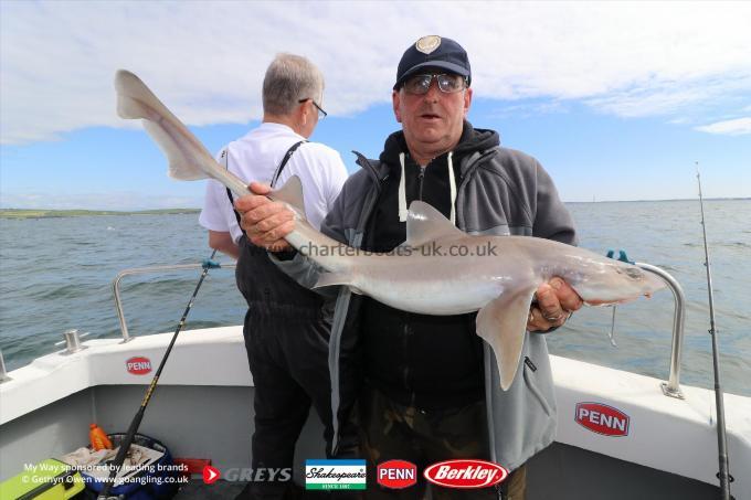 14 lb Starry Smooth-hound by Mick