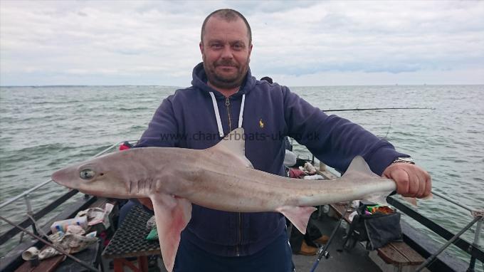 9 lb 3 oz Smooth-hound (Common) by Ian from Kent