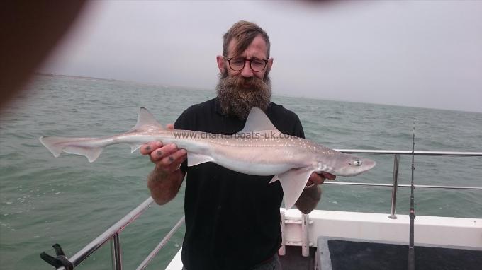 6 lb 8 oz Starry Smooth-hound by Bob Marshall