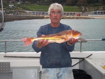 5 lb 4 oz Tub Gurnard by Phil Hodder (skipper)