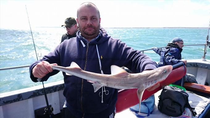 4 lb 7 oz Smooth-hound by Ian from London
