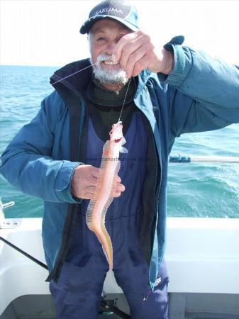 2 oz Red Band Fish by Ian Youngs