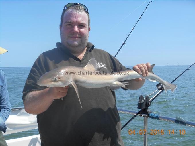 4 lb Starry Smooth-hound by James Taylor