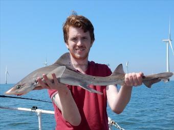 7 lb Smooth-hound (Common) by Unknown