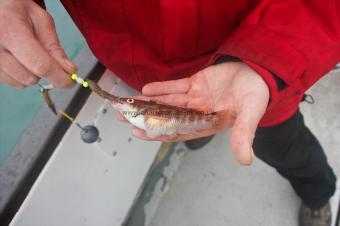 4 oz Goldsinny Wrasse by Dave