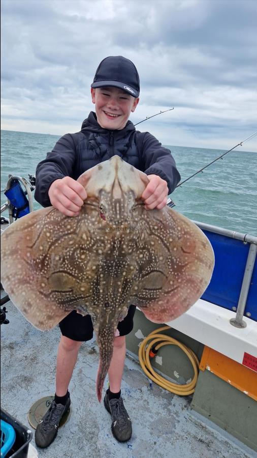 12 lb Undulate Ray by Unknown