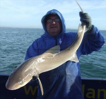 19 lb Starry Smooth-hound by Stephan Attwood