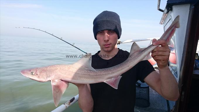6 lb 2 oz Starry Smooth-hound by Dan the decky