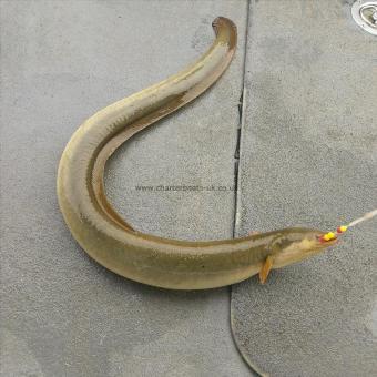 2 lb 5 oz European Eel by Unknown