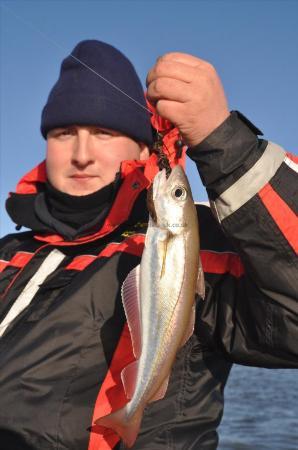 1 lb Whiting by Unknown