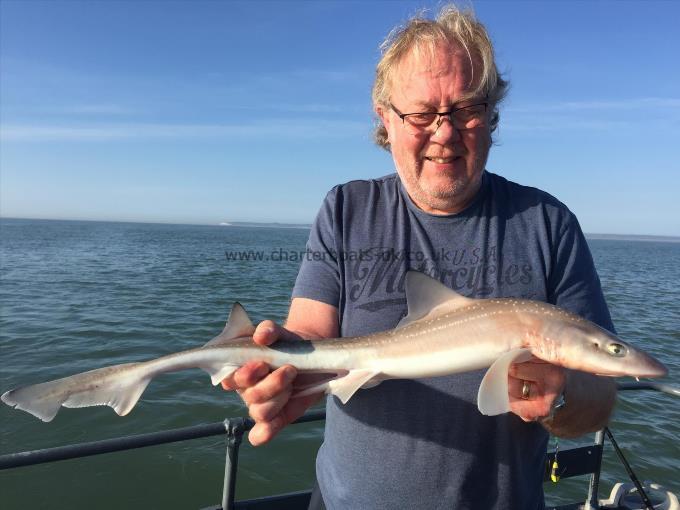 4 lb 2 oz Starry Smooth-hound by Unknown
