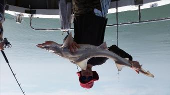 15 lb Smooth-hound by James Wolfendale